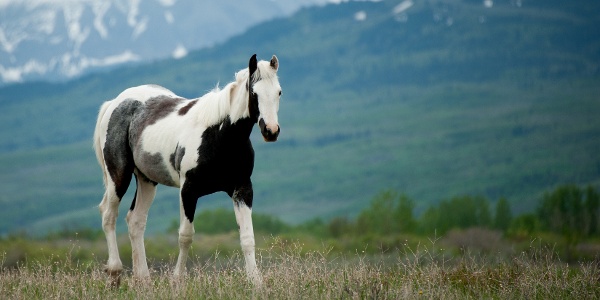 Horse, Blackfeet Indian Reservation