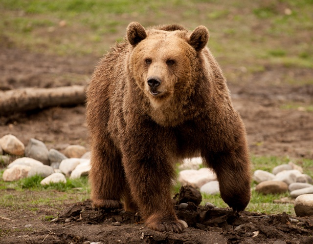 Montana Grizzly Encounter, near Bozeman