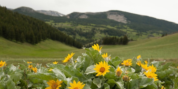 Roadside wild sunflowers along Hwy 435