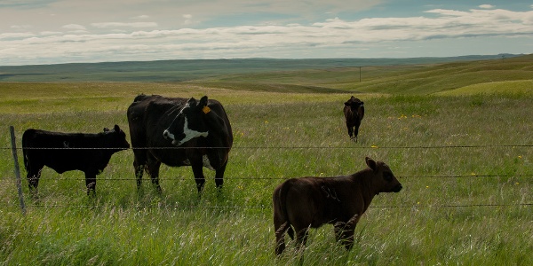 Cattle in a field