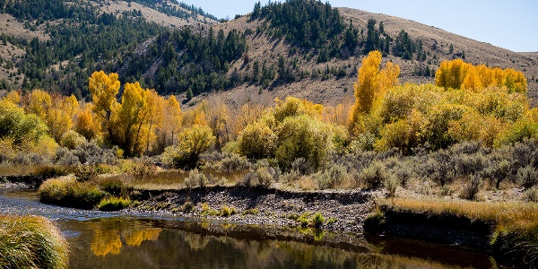 Trees in fall colors along a creek