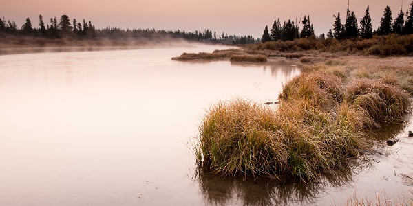 Marshland along a lake