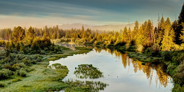 Marsh and trees in fall colors