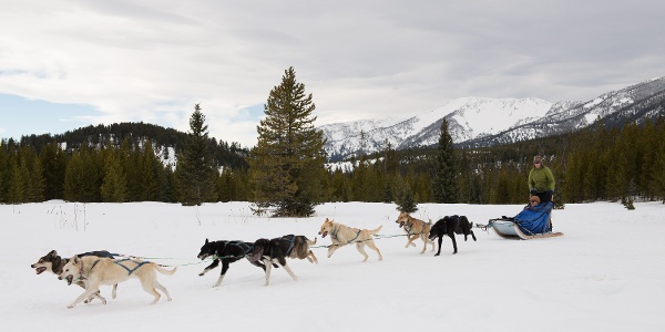 Spirit of the North Sled Dog Adventures, Big Sky