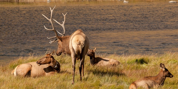 Bull elk, Madison River, Yellowstone National Park